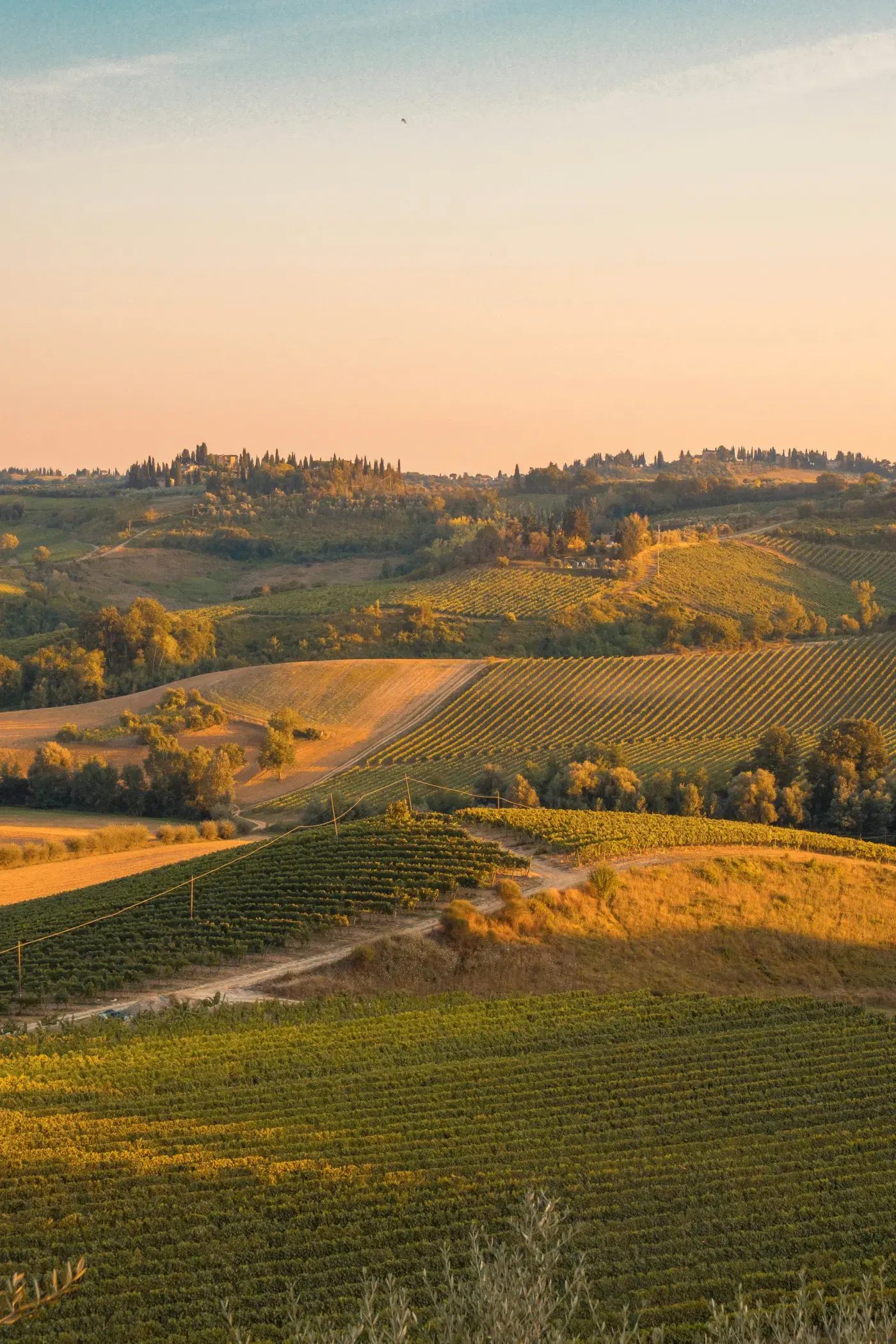 Vineyards in Chianti Classico