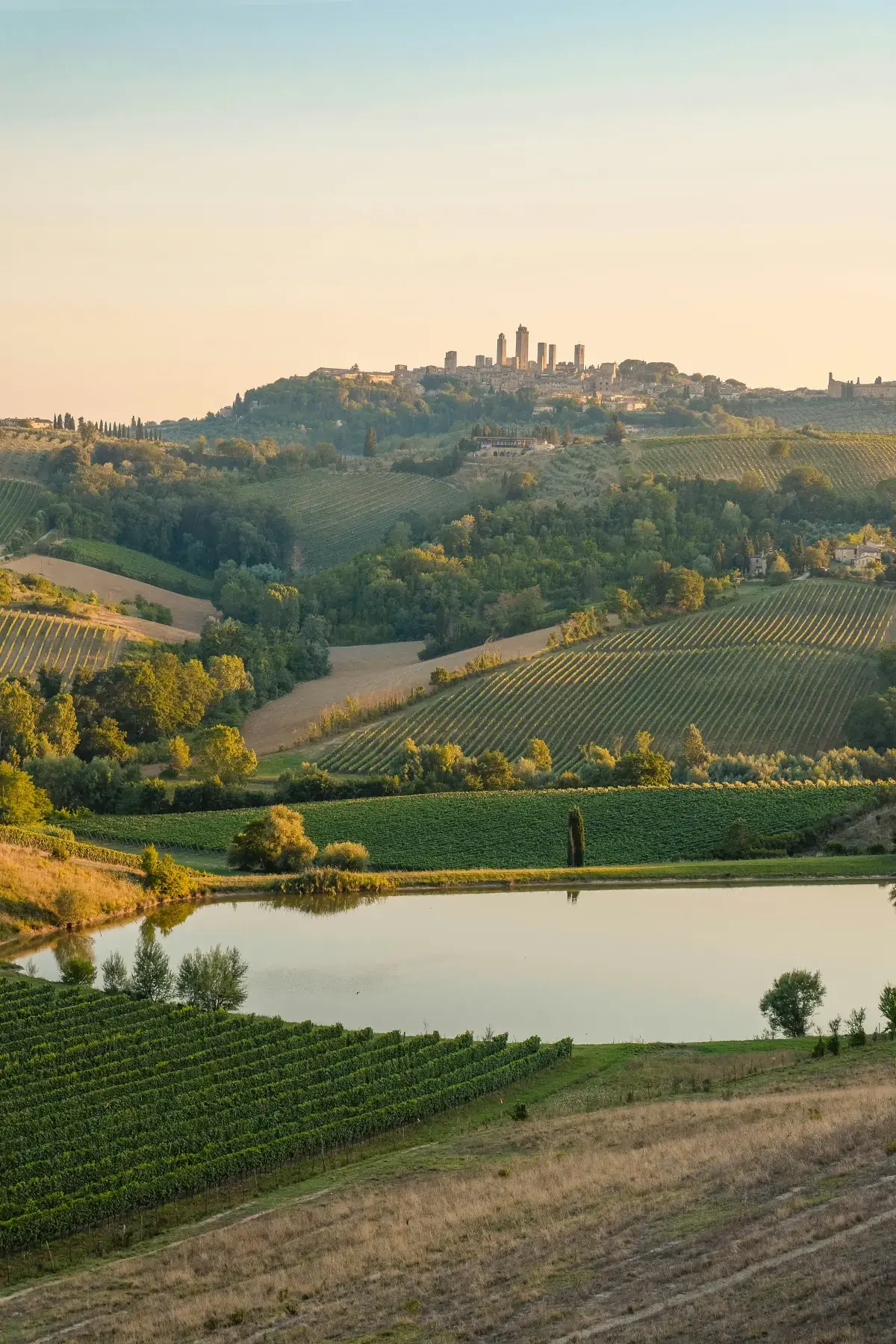 Green vineyard hills in the Sienese country