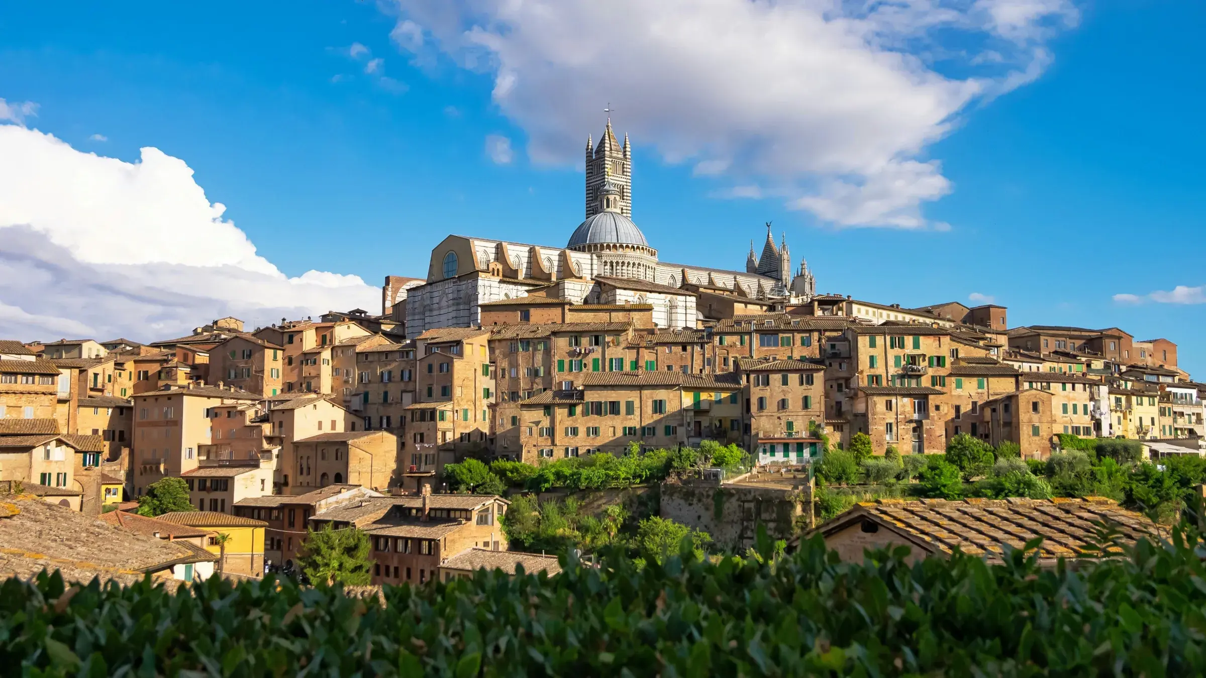 Siena on its hill, seen from the vineyards